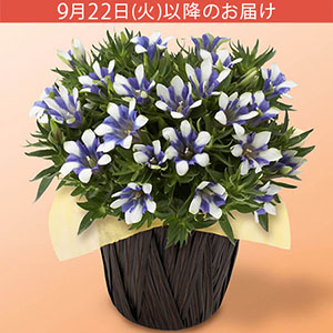 敬老の日 鉢植え「長寿を願うりんどう 白寿」