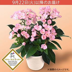敬老の日 鉢植え「天然アロマの贈り物 におい桜 ココ」