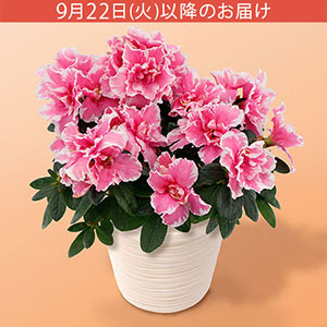 敬老の日 鉢植え「八重咲きアザレア」
