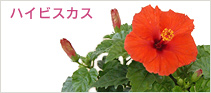 ハイビスカス