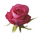 �o���̎�ށ@�~�j�o��